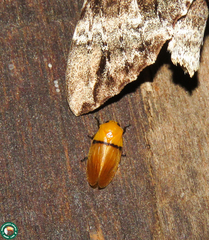 Monecphora cingulata