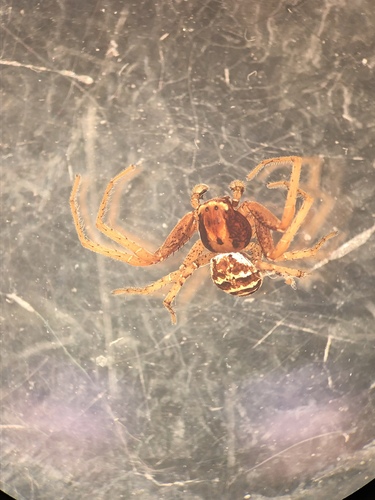 threebanded crab spider