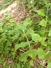 Tamaulipa azurea