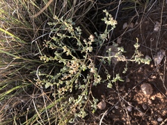 Chenopodium incanum