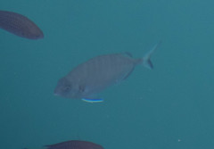 Diplodus sargus