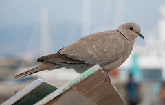 Streptopelia decaocto