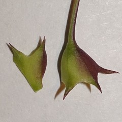 Agalinis strictifolia