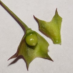 Agalinis strictifolia