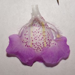 Agalinis strictifolia