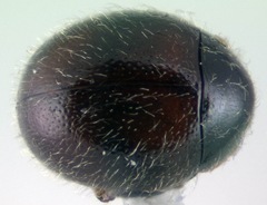 Sphaerosoma