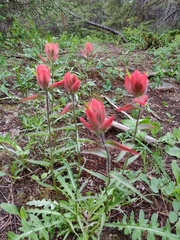 Castilleja integra