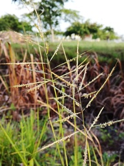 Leptochloa