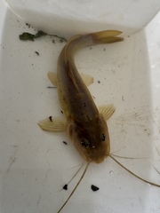 Silver Catfish photo 2