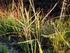 Leptochloa
