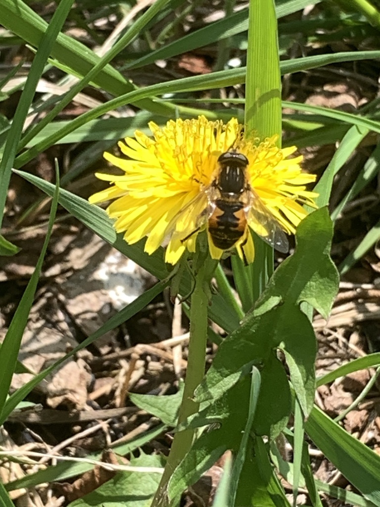 Yellow-margined Marsh Fly
