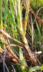 Leptochloa