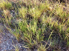 Leptochloa