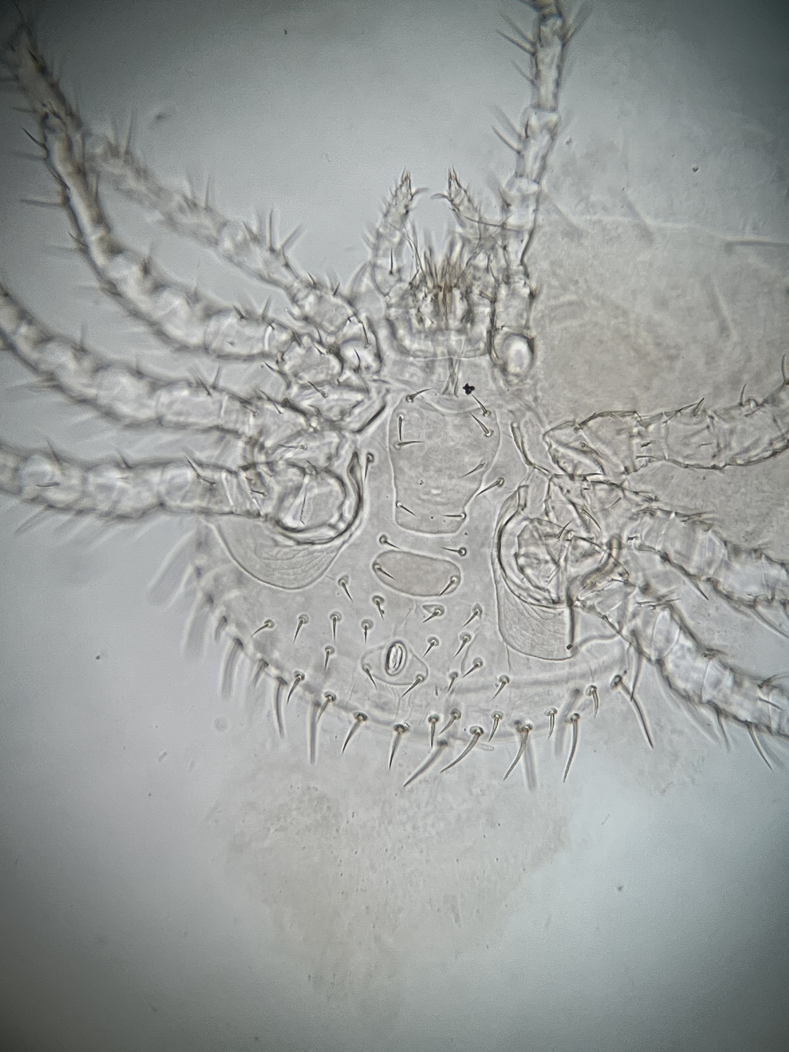 Micromegistus bakeri