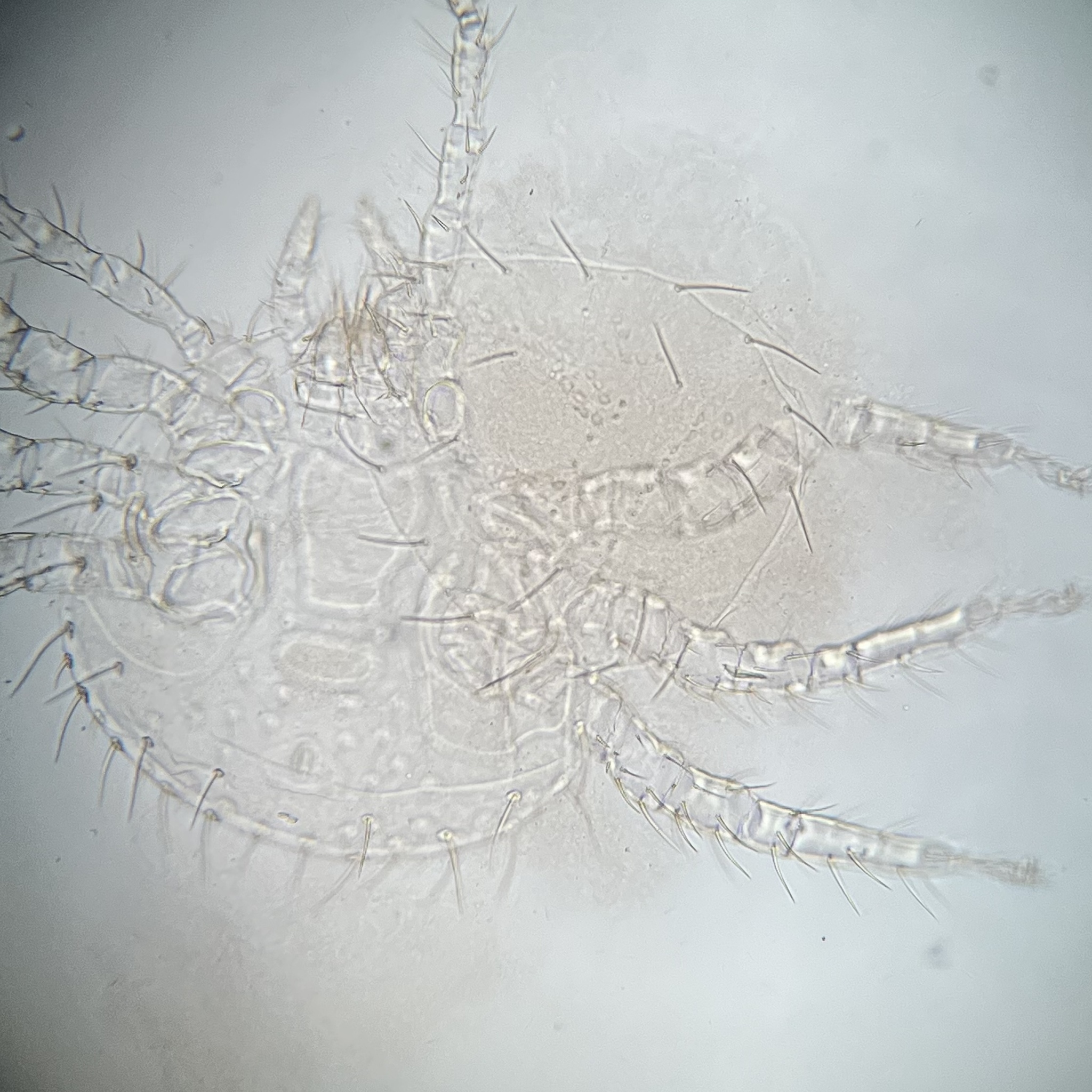 Micromegistus bakeri