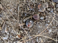 Dasymutilla dammersi