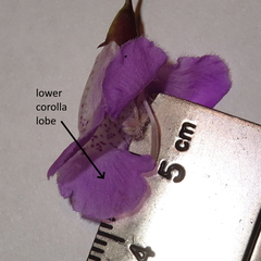 Agalinis strictifolia