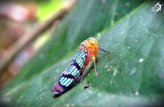 Amblyscarta invenusta