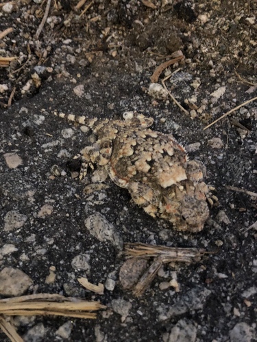 iNaturalist observation photo of Desert Horned Lizard