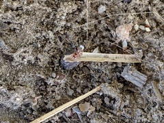 Dasymutilla dammersi