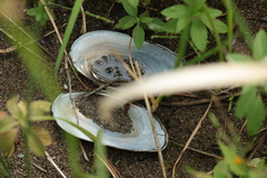 Utterbackiana implicata