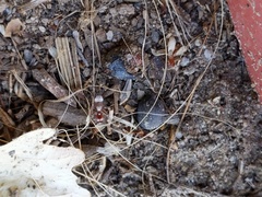 Dasymutilla dammersi