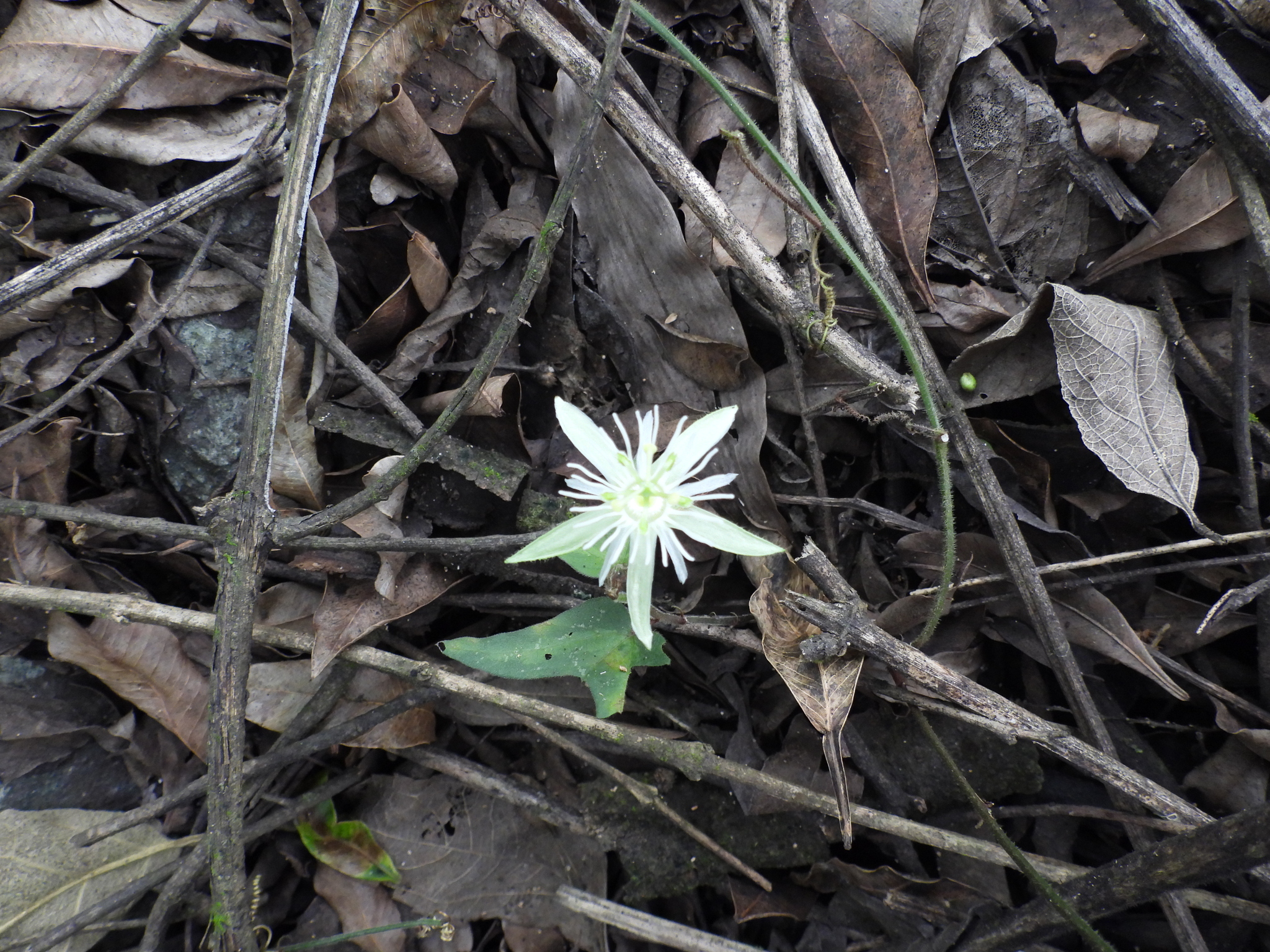 Passiflora capsularis