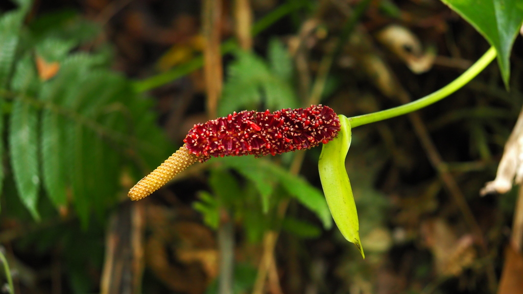 Organ Mountain Laceleaf (Anthurium cordatum)  iNaturalist