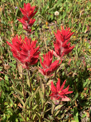 Castilleja elmeri