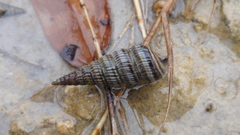 Cerithideopsis