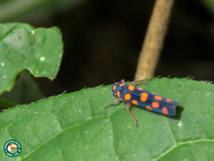 Amblyscartidia dariona