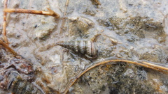Cerithideopsis