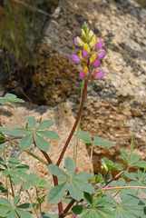 Lupinus stiversii