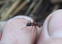 Tritoxa cuneata