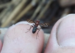 Tritoxa cuneata