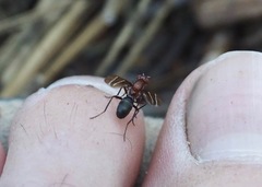 Tritoxa cuneata
