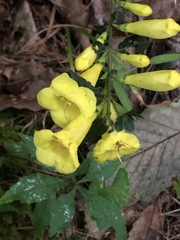 Aureolaria grandiflora