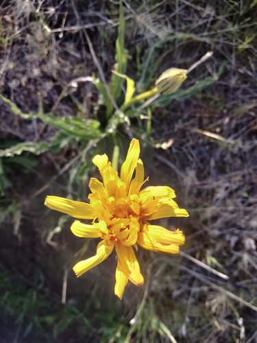 Image of Nothocalais troximoides by (c) Carolyn Koehn, some rights reserved (CC BY)