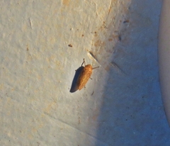 Curtara