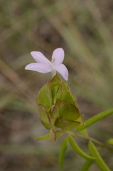 Yeatesia platystegia