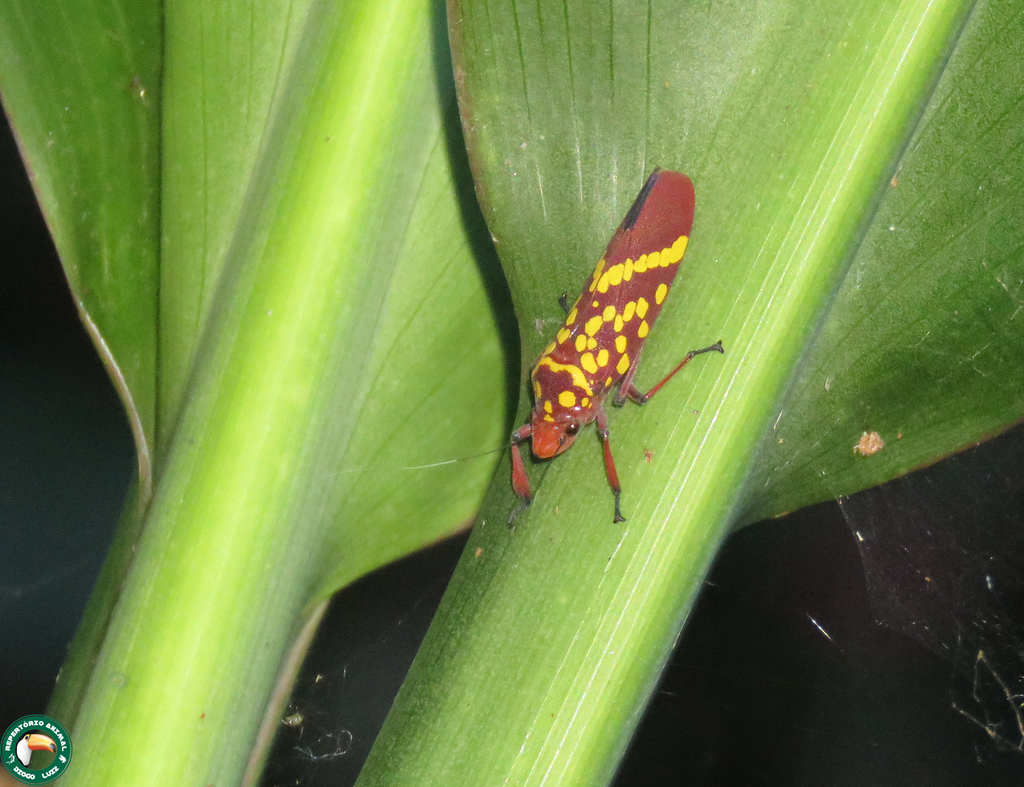Cicciana