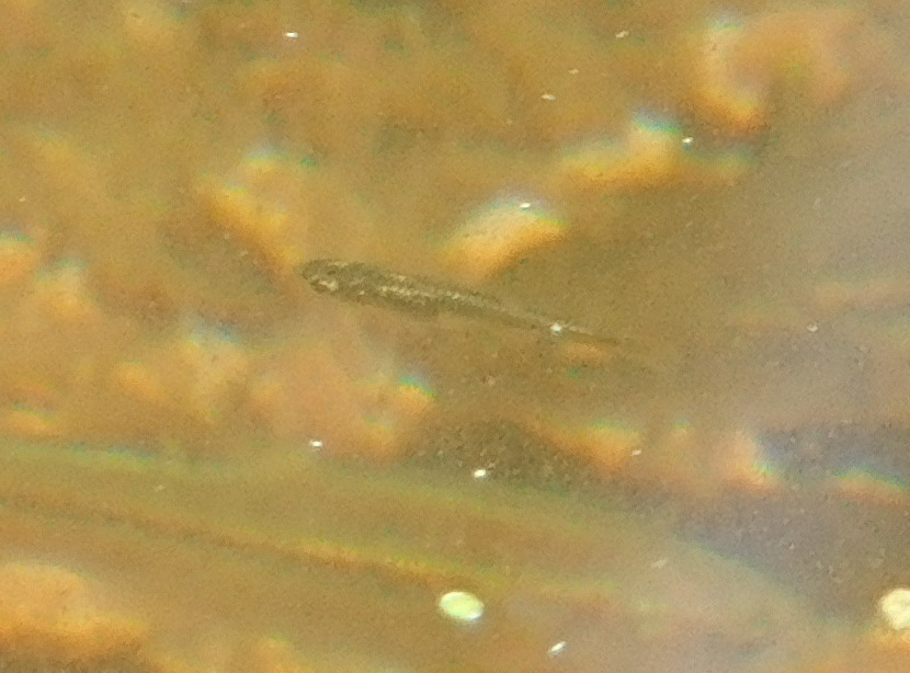 Rio Concepcion Topminnow
