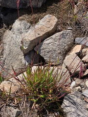 Vahlodea atropurpurea