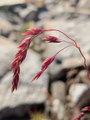 Vahlodea atropurpurea