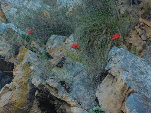Nerine sarniensis
