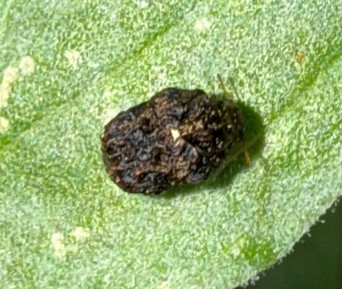 (Chlamisus quadrilobatus)