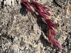 Vahlodea atropurpurea