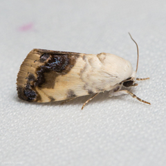 Acontia behrii