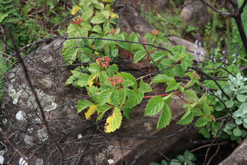 Cyphostemma rubroglandulosum