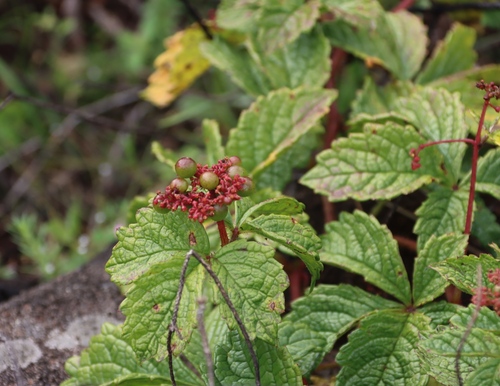 Cyphostemma rubroglandulosum
